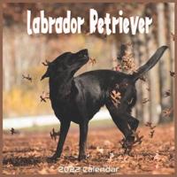 Labrador Retriever 2022 Calendar: Offcial Labrador Retriever Dog breed 2022 Calendar 16 Months