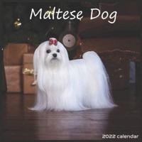 Maltese Dog 2022 Calendar: Offcial Maltese Dog breed 2022 Calendar 16 Months