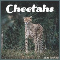 Cheetahs 2022 Calendar