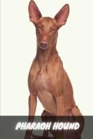 Pharaoh Hound: Complete breed guide