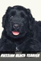 Russian Black Terrier: Complete breed guide