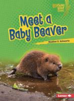 Meet a Baby Beaver