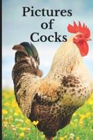 Pictures of Cocks