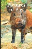 Pictures of Pigs
