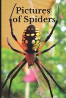 Pictures of Spiders