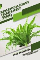 Asplenium Nidus (Bird's Nest Fern)