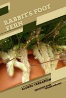 Rabbit's Foot Fern