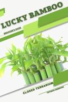 Lucky Bamboo