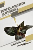 Jewel Orchid (Ludisia)