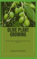Olive Plant Growing