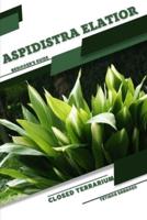 Aspidistra Elatior