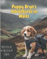 Puppy Bryn - Adventures in Wales