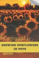 Growing Sunflowers in Pots