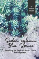 Sedum Reflexum 'Blue Spruce'