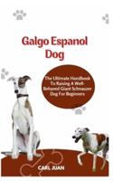 Galgo Espaol Dog