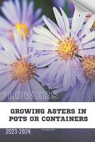 Growing Asters in Pots or Containers