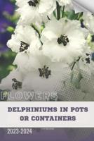 Delphiniums in Pots or Containers