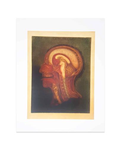 Wellcome Print, 'Head and Neck: Saggital Section'