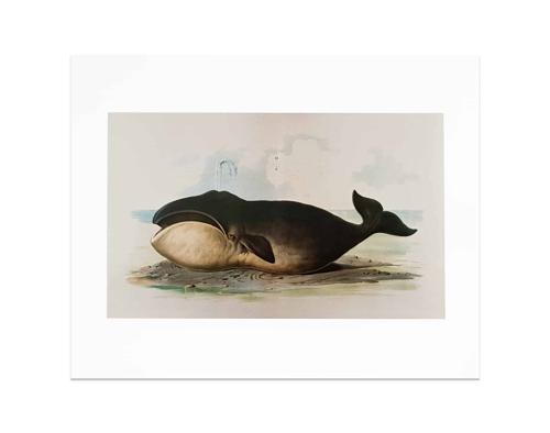 Wellcome Print, 'Bowhead Whale'