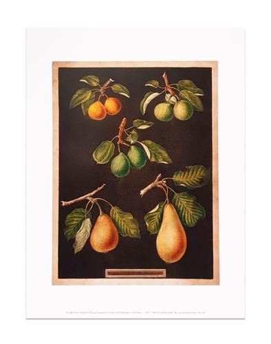 Wellcome Print, 'A Collection of Pears'