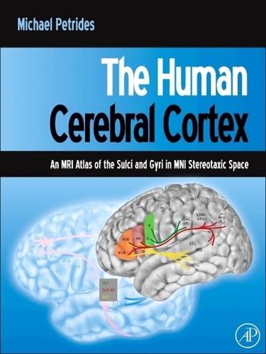 The Human Cerebral Cortex