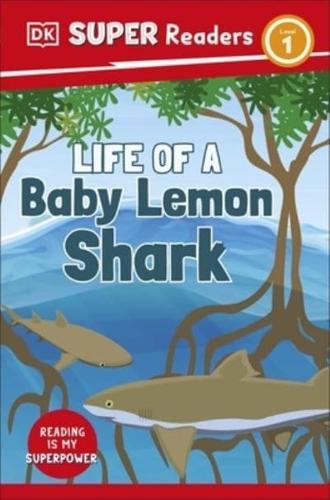 Life of a Baby Lemon Shark