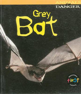 Grey Bat