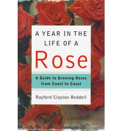 A Year in the Life of a Rose