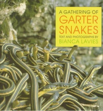A Gathering of Garter Snakes