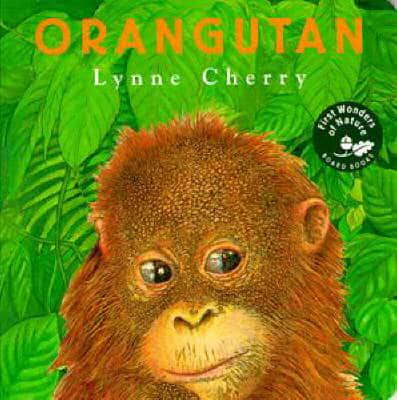 Orangutan