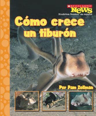 Cómo Crece Un Tiburón