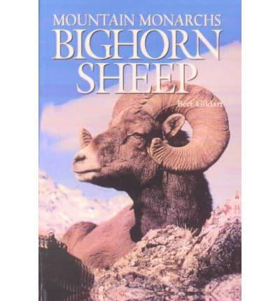 Bighorn Sheep