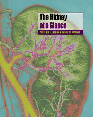 The Kidney at a Glance