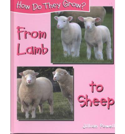 From Lamb to Sheep
