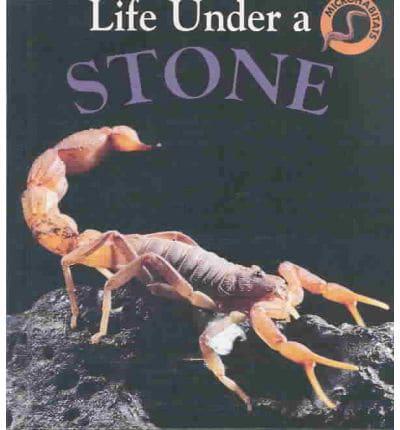 Life Under a Stone