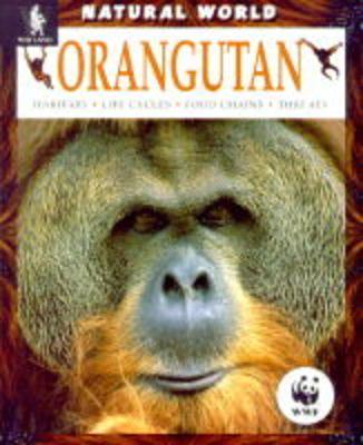 Orangutan