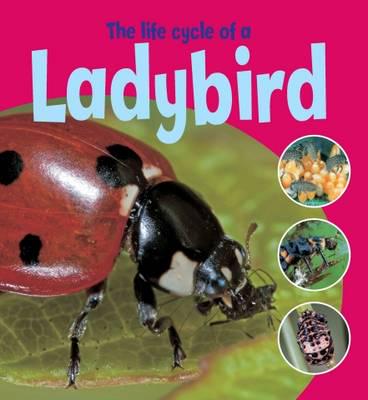 The Life Cycle of a Ladybird