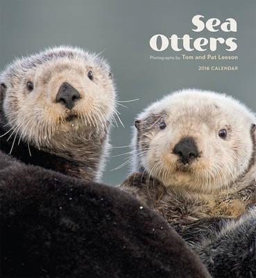 Sea Otters 2016 Wall Calendar