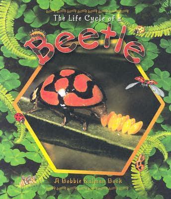 Life Cycle of a Beetle