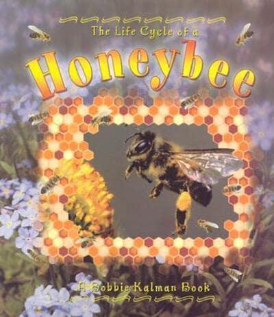 Life Cycle of a Honeybee