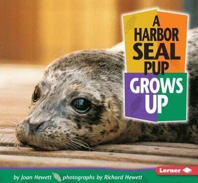 A Harbor Seal Grows Up