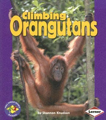 Climbing Orangutans