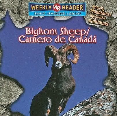 Bighorn Sheep =