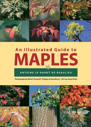 An Illustrated Guide to Maples