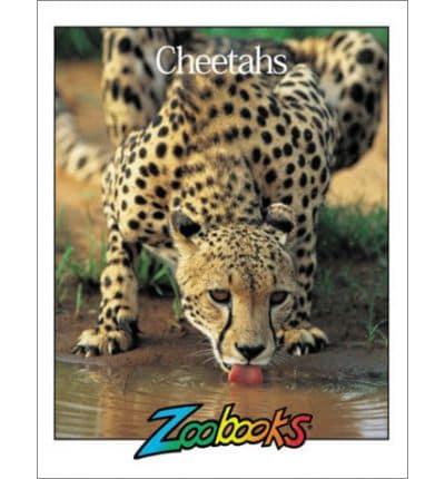 Cheetahs