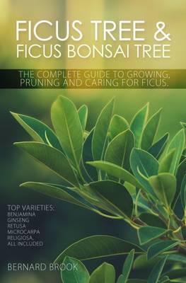 Ficus Tree and Ficus Bonsai Tree