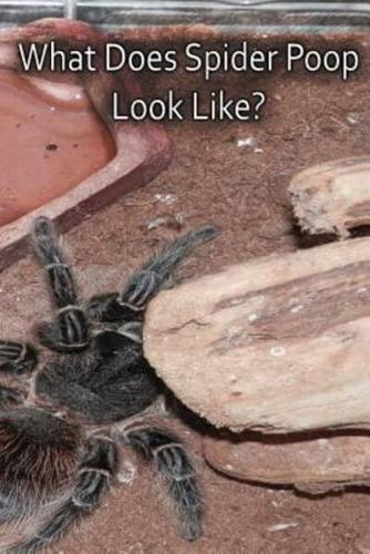 What Does Spider Poop Look Like?