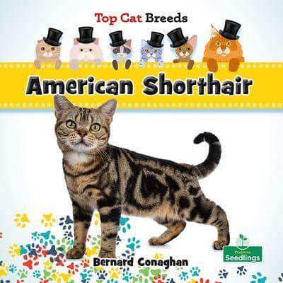 American Shorthair