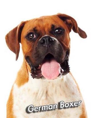 Boxer Dog