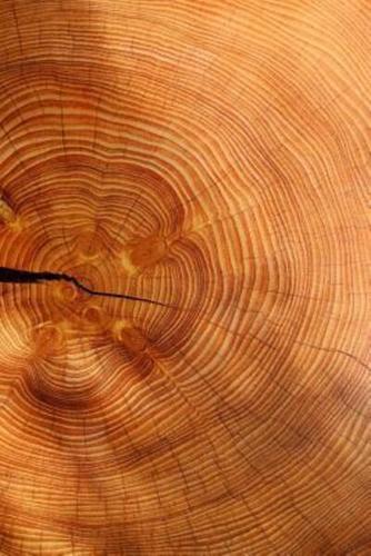 Growth Rings of a Spruce Tree Journal